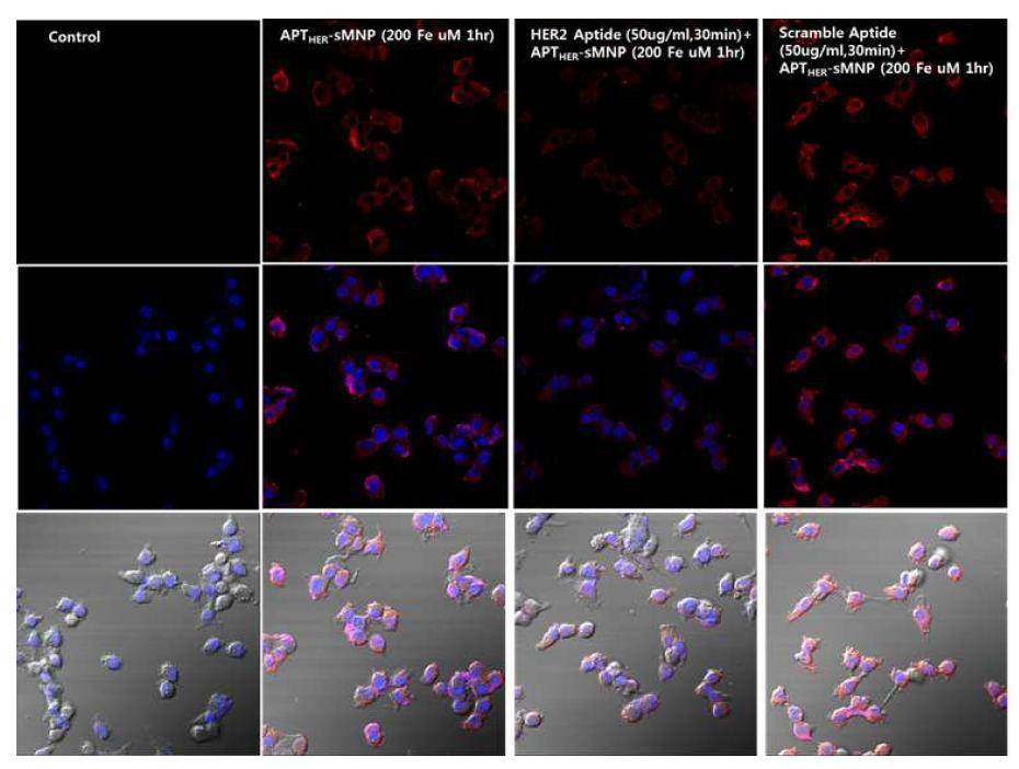 형광현미경을 이용한 APTHER2-MNM의 competition study