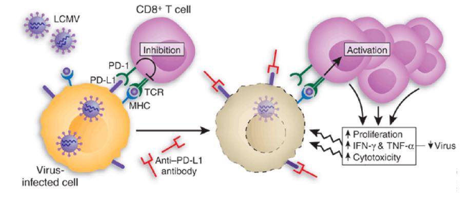 바이러스 만성감염시에 CD8 T세포 표면에 PD-1이라는 T세포 억제분자가 과발현되어 T세포의 기능을 억제하며, 그 기능을 항체로 차단하였을 때 T세포의 항-바이러스 기능이 회복되어 바이러스 역가가 감소함