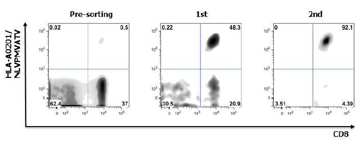 환자 PBMC를 MHCclass I tetramer로 PE형광염색하고 FACS 분석한 결과, 전체 CD8 T세포의 0.5%가 바이러스-특이 CD8 T세포였음. 이를 anti-PE microbead로 2번 분리한 결과 90% 이상의 순도로 분리함