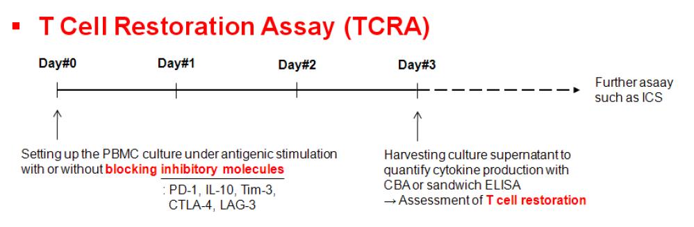 T세포 억제-차단 시험법의 대략적인 개요 및 스케쥴