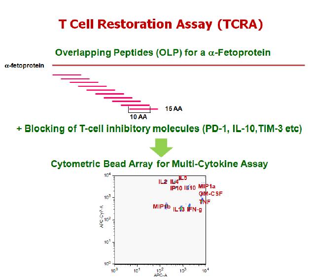 T세포 억제-차단 시험법의 대략적인 개요