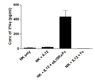 사람 NK세포를 분리한 후, IL-12로 자극을주어 IFN-γ 생성을 유도하면서, soluble IL10Rα-Fc를 같이 처리하면 IFN-γ의 생성이 유의하게 증가함. 이는 soluble IL10Rα-Fc가 NK세포의 항-바이러스 기능을 증강시키는 효과도 있음을 나타냄