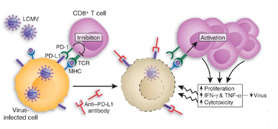 바이러스 만성감염시에 CD8 T세포 표면에 PD-1이라는 T세포 억제분자가과발현되어 T세포의 기능을 억제하며, 그 기능을 항체로 차단하였을 때 T세포의 항-바이러스 기능이 회복되어 바이러스 역가가 감소함