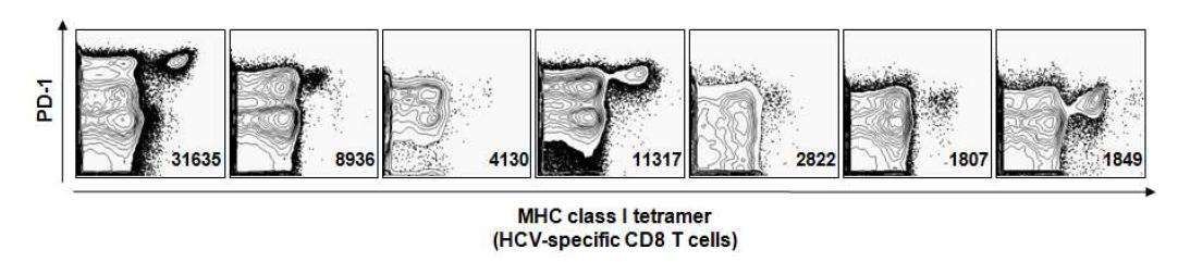 7명의 만성 C형간염 환자 PBMC를 MHC class I tetramer와anti-PD-1 항체로 형광염색하고 multicolor flow cytometry를 수행한 결과, 모든 만성 C형간염 환자의 HCV-특이 T세포가 PD-1을 매우 강하게 발현함