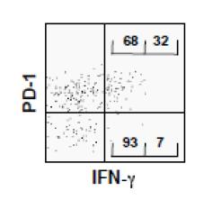 MHC class I tetramer로 항원-특이 CD8 T세포를 검출한 후 PD-1과 IFN-γ intracellular cytokine staining을 함께 시행/분석한 결과. PD-1dim T세포가 PD-1- T세포보다 IFN-γ 분비를 더 많이함