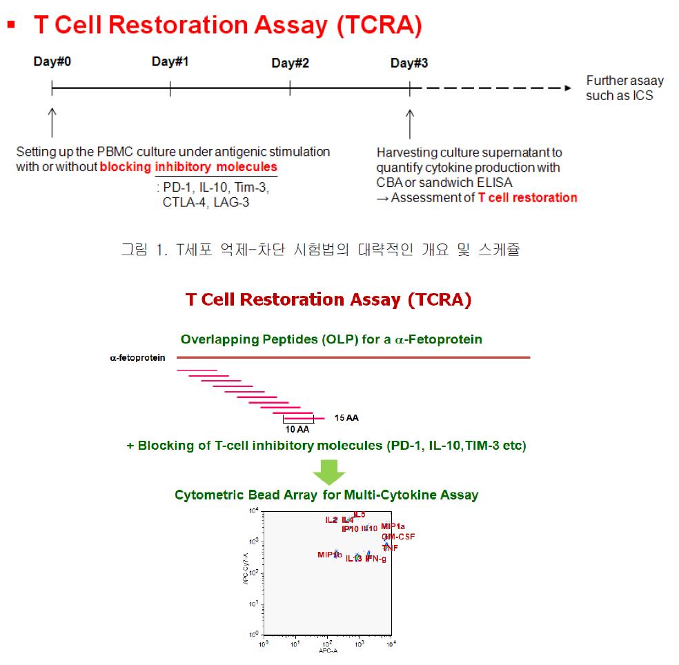 T세포 억제-차단 시험법의 대략적인 개요