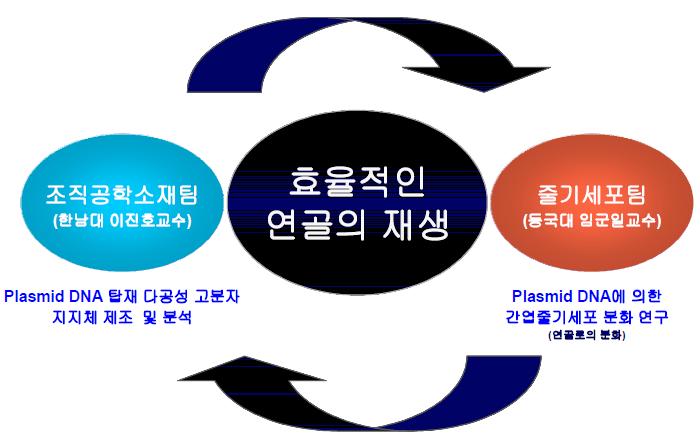 효율적인 연골재생을 위한 본 과제 연구팀의 연구체제.