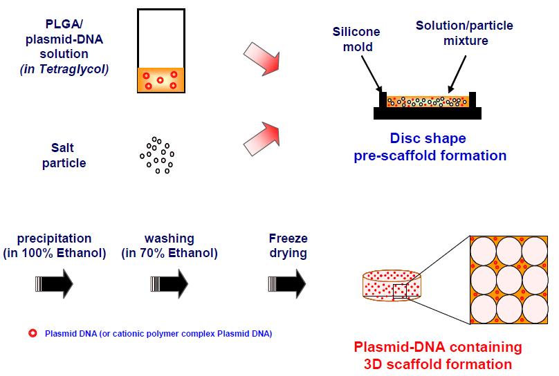 Plasmid DNA 탑재 다공성 고분자 지지체의 제조 모식도