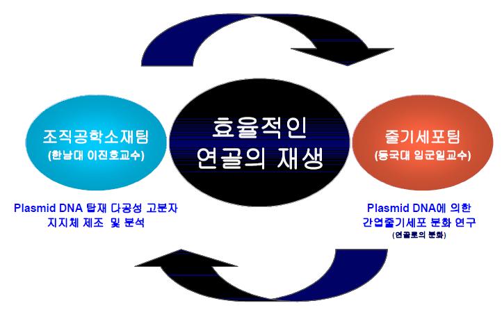 효율적인 연골재생을 위한 본 과제 연구팀의 연구체제.