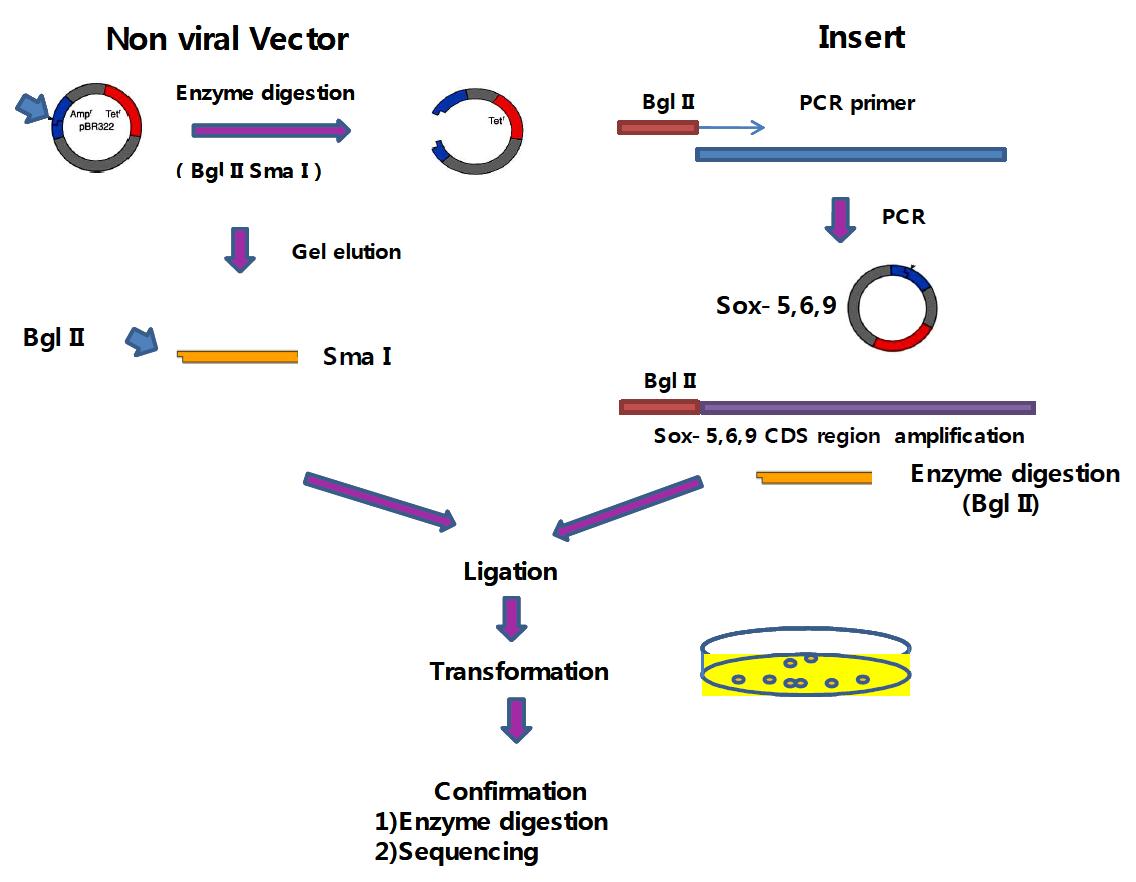 Sox-5,6,9 gene cloning 전체적인 개요