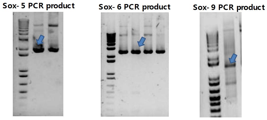 PCR을 이용한 Sox-5,6,9 gene의 증폭