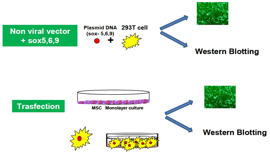 Sox-5,6,9 plasmid DNA의 세포 내 도입 모식도