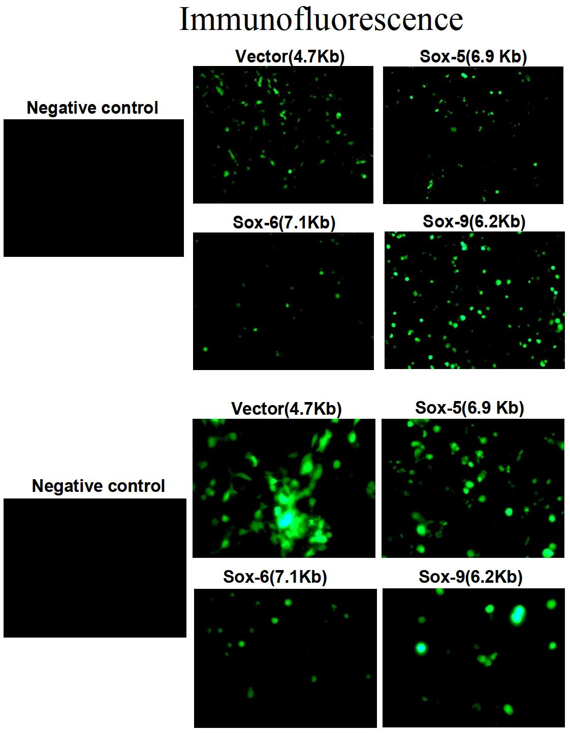 293T 세포주내에 sox-5,6,9 plasmid DNA의 이입