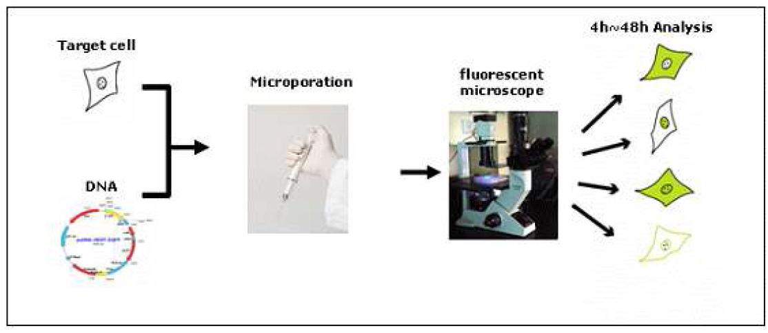 Microporation방법을 이용한 세포내로의 plasmid DNA 삽입