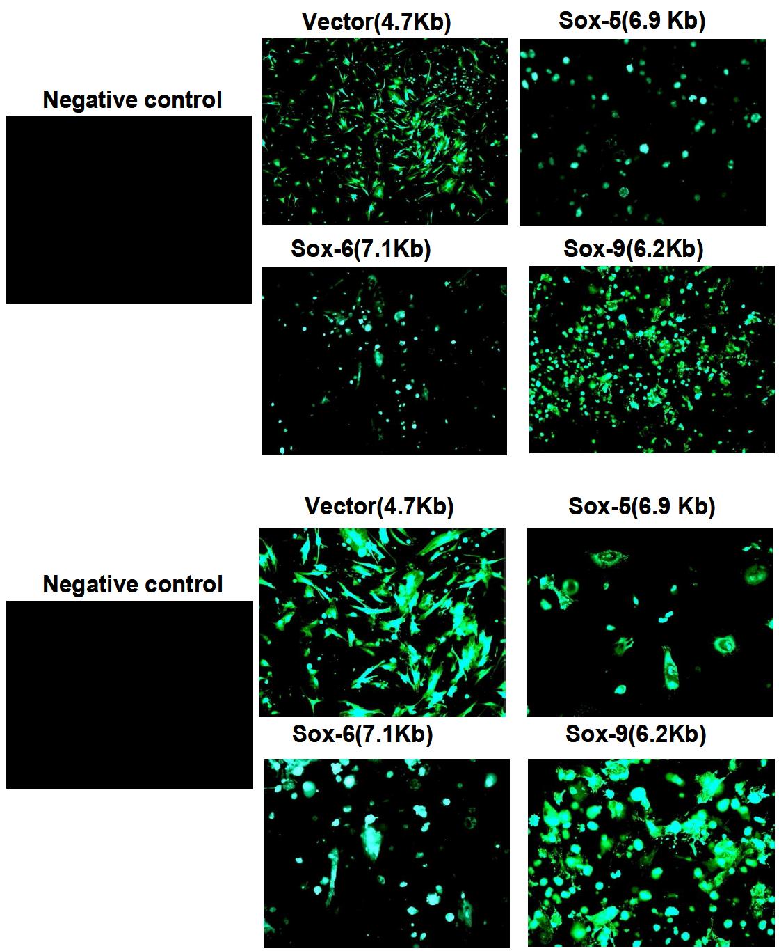 골수기원 간엽줄기세포에 sox-5, 6, 9 plasmid DNA의 이입