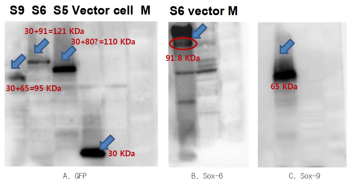 세포내로 도입된 sox-plasmid의 단백질 발현 확인