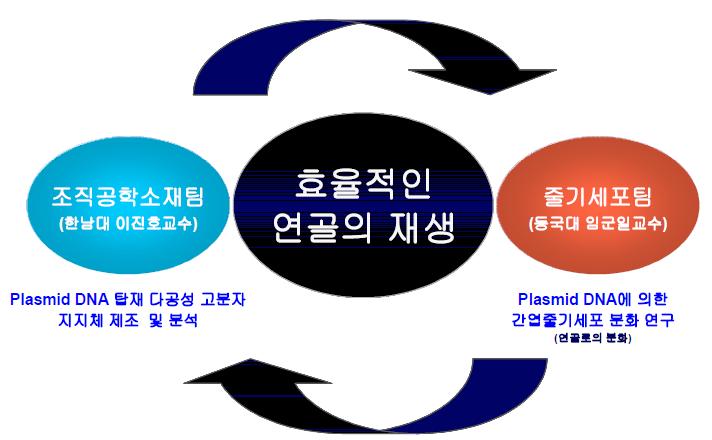 효율적인 연골재생을 위한 본 과제 연구팀의 연구체제.