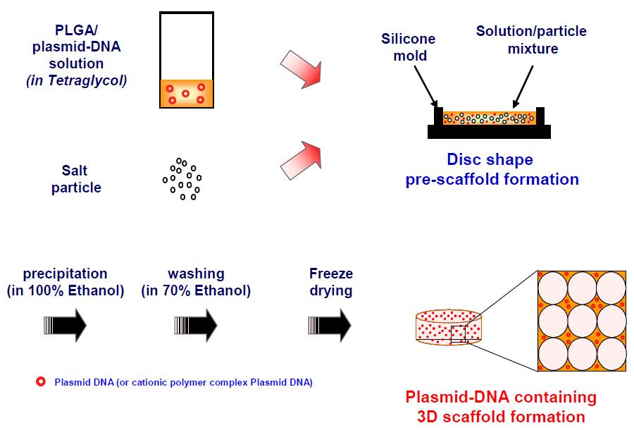 Plasmid DNA 탑재 다공성 고분자 지지체의 제조 모식도