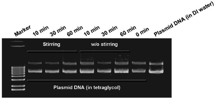 Plasmid DNA의 용매 및 물리적 교반에 의한 안정성 평가 (전기영동법).