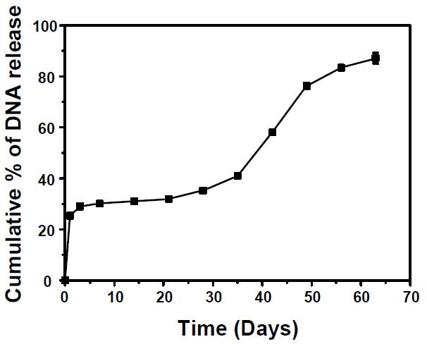 Plasmid DNA 탑재 다공성 고분자 지지체에서 plasmid DNA의 방출거동.