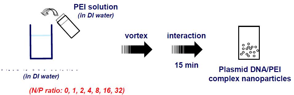 Plasmid DNA와 PEI의 complex에 의한 complex 제조 모식도.