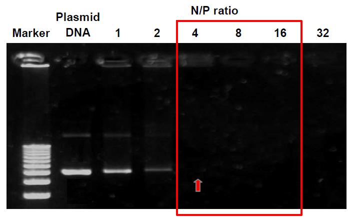 다양한 N/P ratio에 따른 plasmid DNA/PEI complex의 gel retardation.