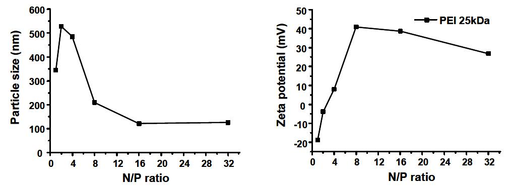 N/P ratio에 따른 plasmid DNA/PEI complex의 입자크기 및 표면전하.