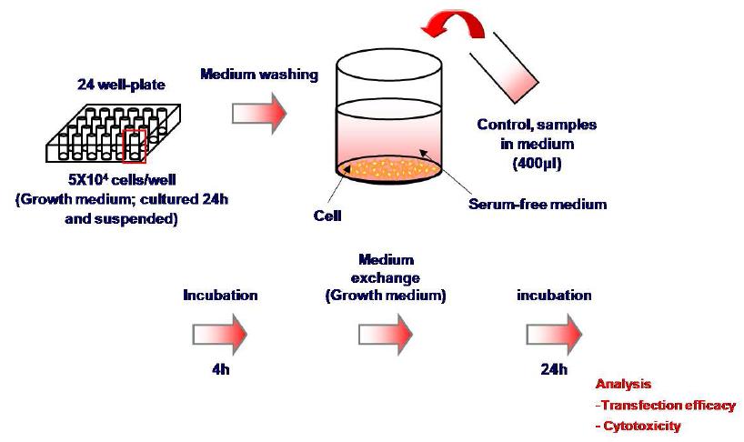 다양한 N/P ratio를 가지는 plasmid DNA/PEI complex의 세포 내 이입효율 및 세포 독성 측정 모식도.