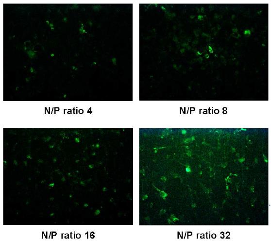 다양한 N/P ratio를 가지는 plasmid DNA/PEI complex의 세포내 이입에 의한형광 (GFP) 발현 이미지 (형광현미경, x 100).