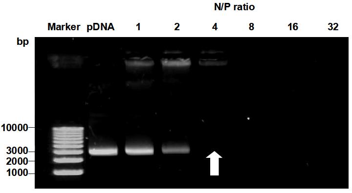 다양한 N/P ratio에 따른 plasmid DNA/PEI-PEG complex의 gel retardation.