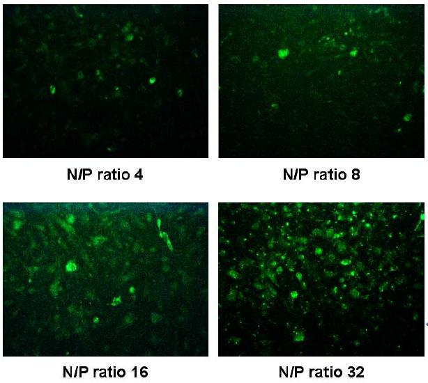 다양한 N/P ratio를 가지는 plasmid DNA/PEI-PEG complex의 세포내 이입에 의한 형광 (GFP) 발현 이미지 (형광현미경, x 100).