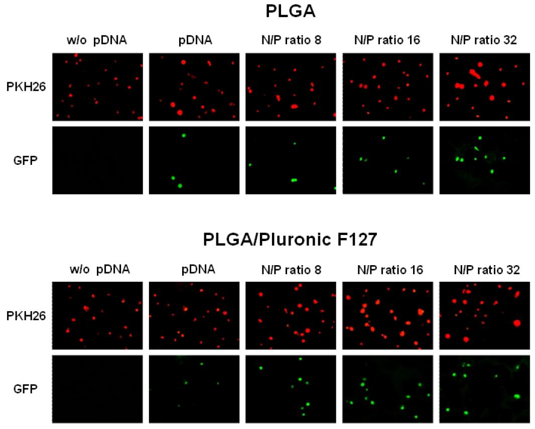 Plasmid DNA 및 plasmid DNA/PEI-PEG complex가 탑재된 소수성 PLGA, 친수성 PLGA/Pluronic F127 지지체에서 배양된 골수줄기세포의 형광 사진