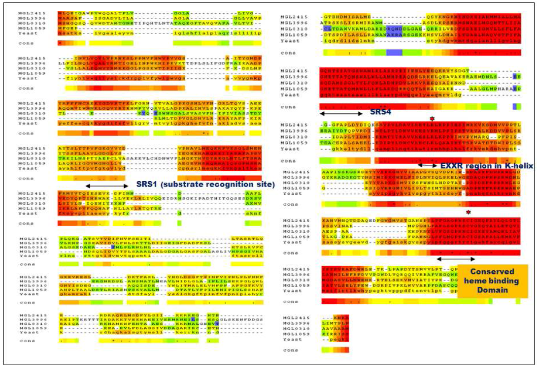 Sequence similarity alignment of Malassezia P450 (MGL_2415, MGL_3996, MGL_0310, MGL_1059) and yeast CYP51 using Tcoffee.
