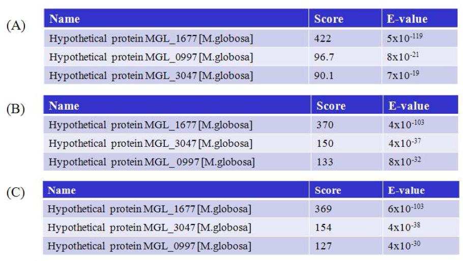 Results of BLAST similarity searches of NADPH-P450 reductases in M. globosa genome.