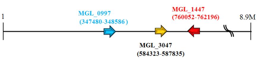 Location of putative NADPH-P450 reductase genes on M. globosa genome.