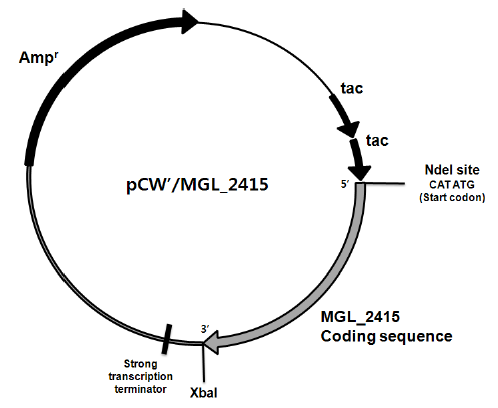 Plasmid map of pCW
