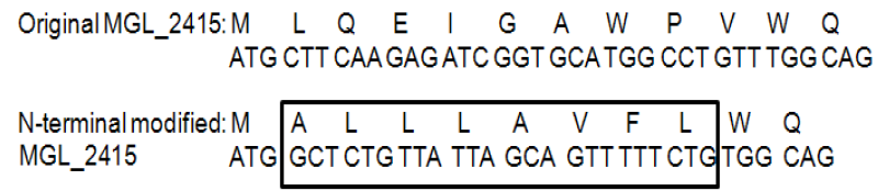 N-terminal modification of MGL_2415 gene for high level expression of protein in E. coli.
