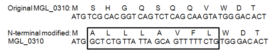 N-terminal modification of MGL_0310 gene for high level expression of protein in E. coli.