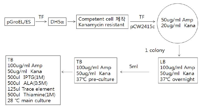 Flow chart for E. coli expression of pCW