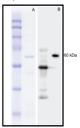 Protein analysis of purified MGL_2415.