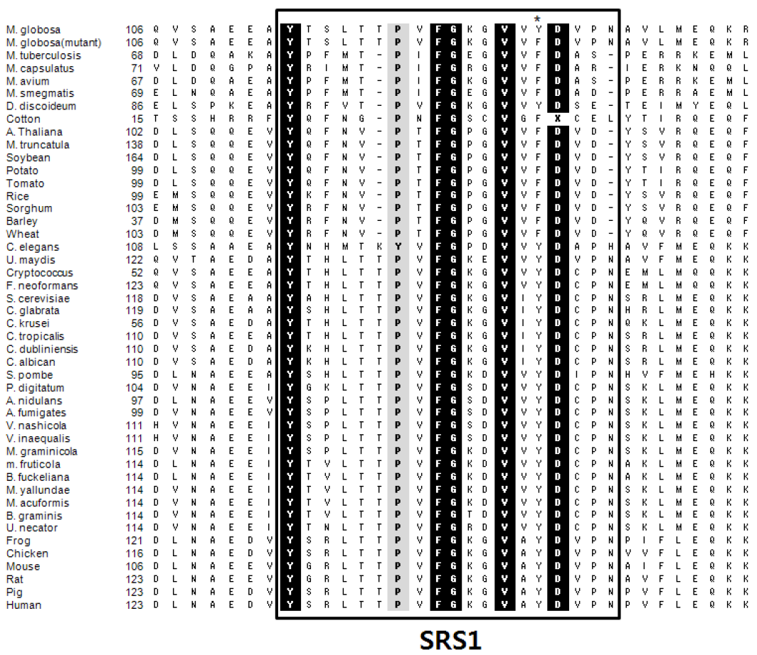 Sequence alignment of CYP51 family members from different biological kingdoms in the regions of the B