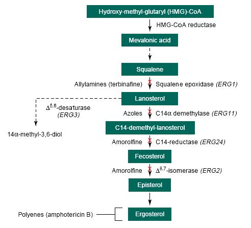 진균류의 ergosterol 생합성 과정 및 각 단계에 관여하는 효소들