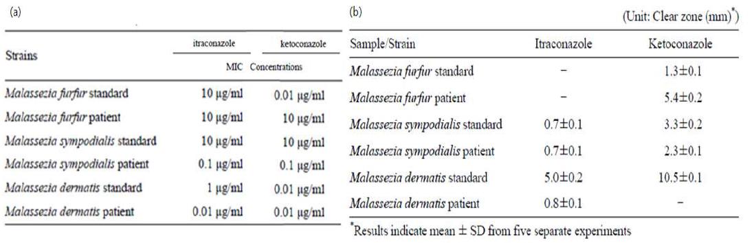 M. furfur, M. sympodialis 와 M. dermatis의 표준균주와 환자 균주에 대한itraconazole과 ketoconazole 항균력 시험