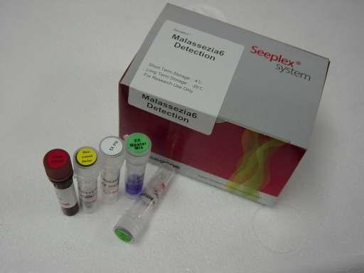 Malassezia6 Detection Seeplex Kit의 시제품 사진