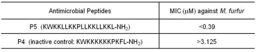 M. furfur가 infection된 human keratinocyte에서 antimricrobial peptides P5against에 의한 MIC 확인