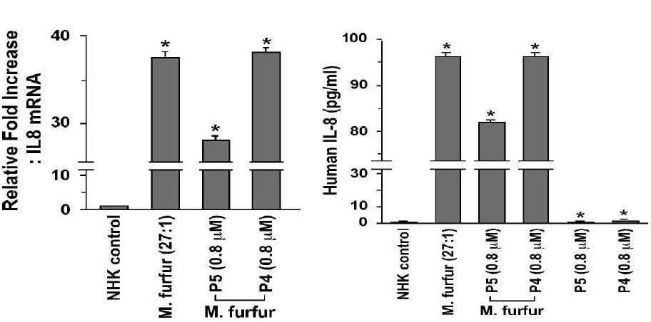 M. furfur가 infection된 human normal keratinocytes에서 antimicrobial CA-MA analogue peptide P5에 의해 발현되는 IL-8은 합성 확인