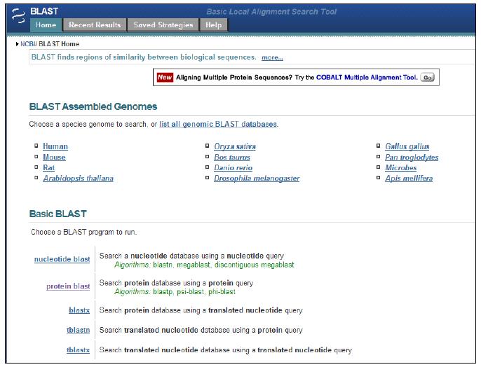 Website of NCBI BLAST (blast.ncbi.nlm.nih.gov)