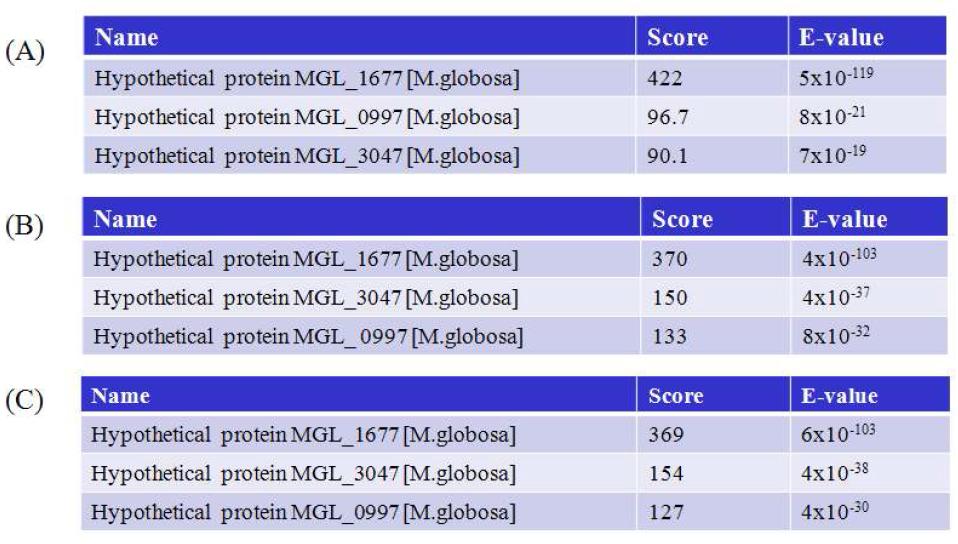 Results of BLAST similarity searches of NADPH-P450 reductases in M. globosagenome.