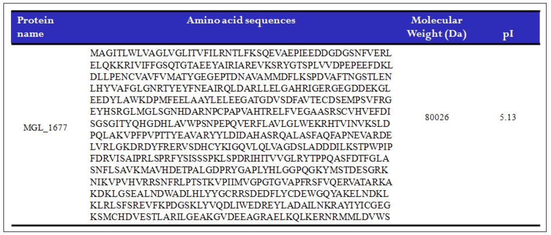 Amino acid sequence, molecular weight and isoelectric point (pI) of Malassezia NADPH-P450 reductase MGL_1677.