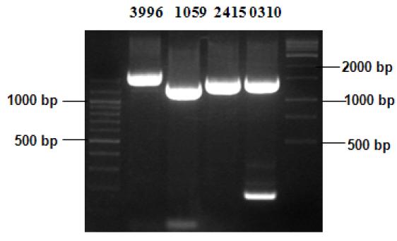 PCR reaction of putative M. globosa P450 genes.